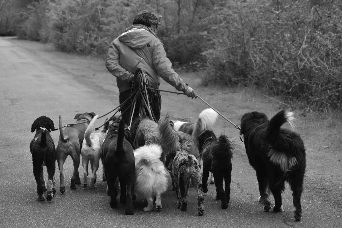 Dog walker with several dogs in a park