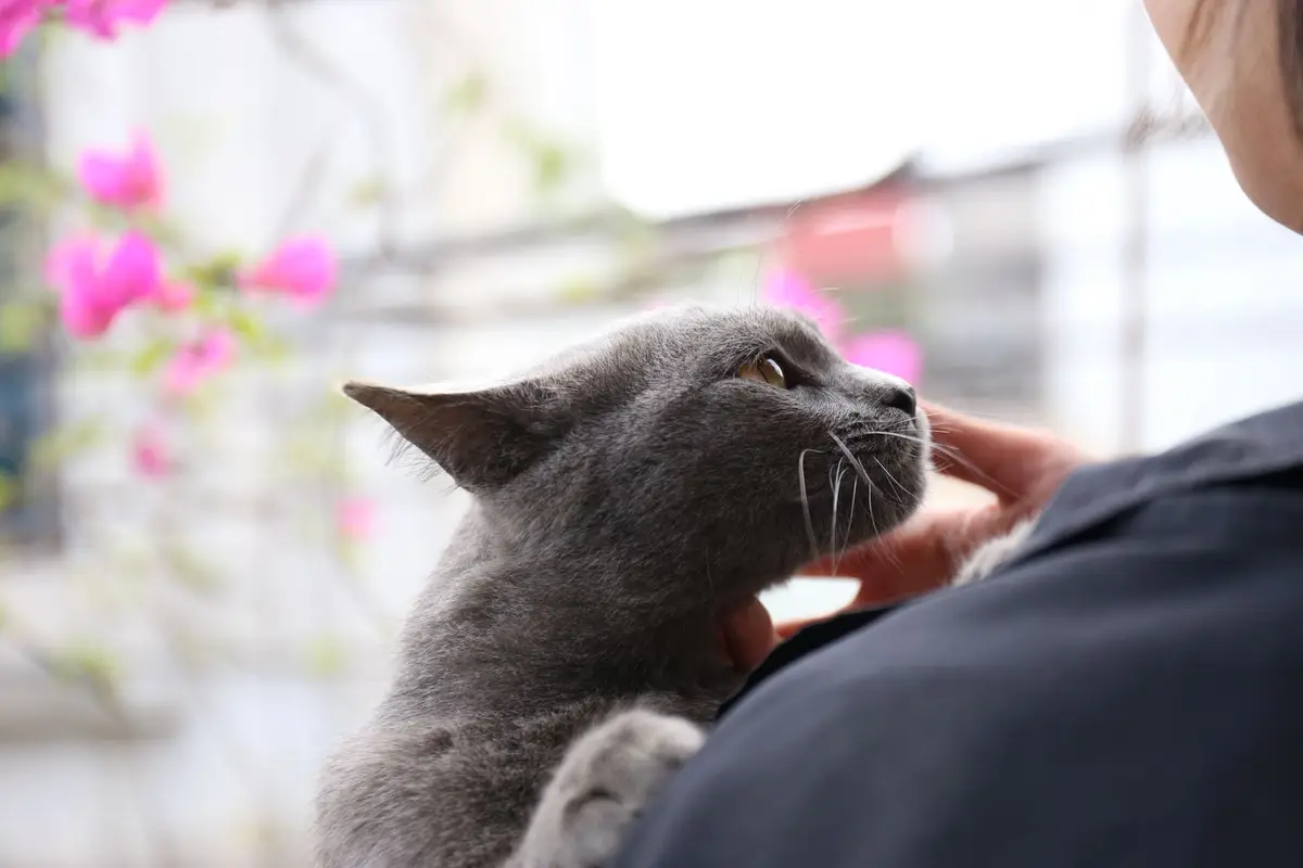 Gray cat being petted outdoors