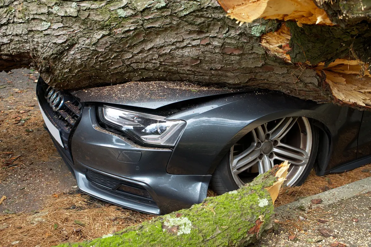 Car damaged by a fallen tree
